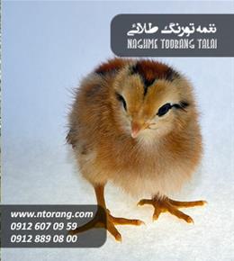 جوجه یکروزه دورگه